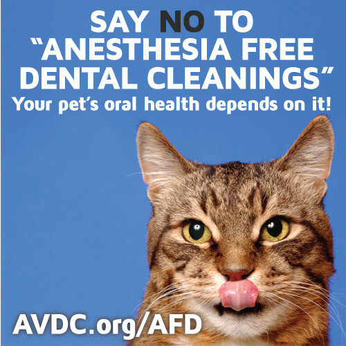 AVDC Banner