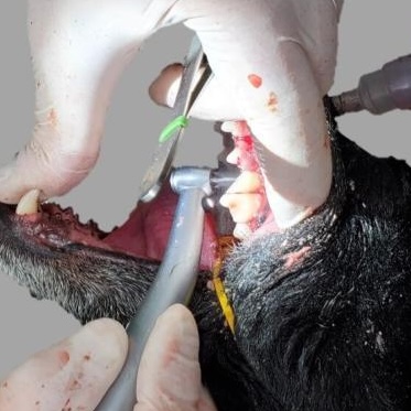 Oral Surgery