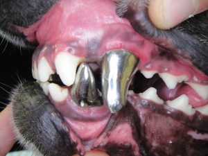 Prosthodontics