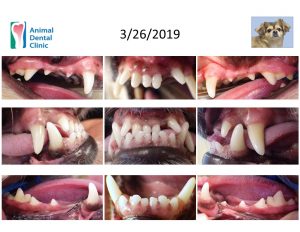 Visuals of dentistry on dogs