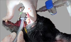 example of oral surgery on dog